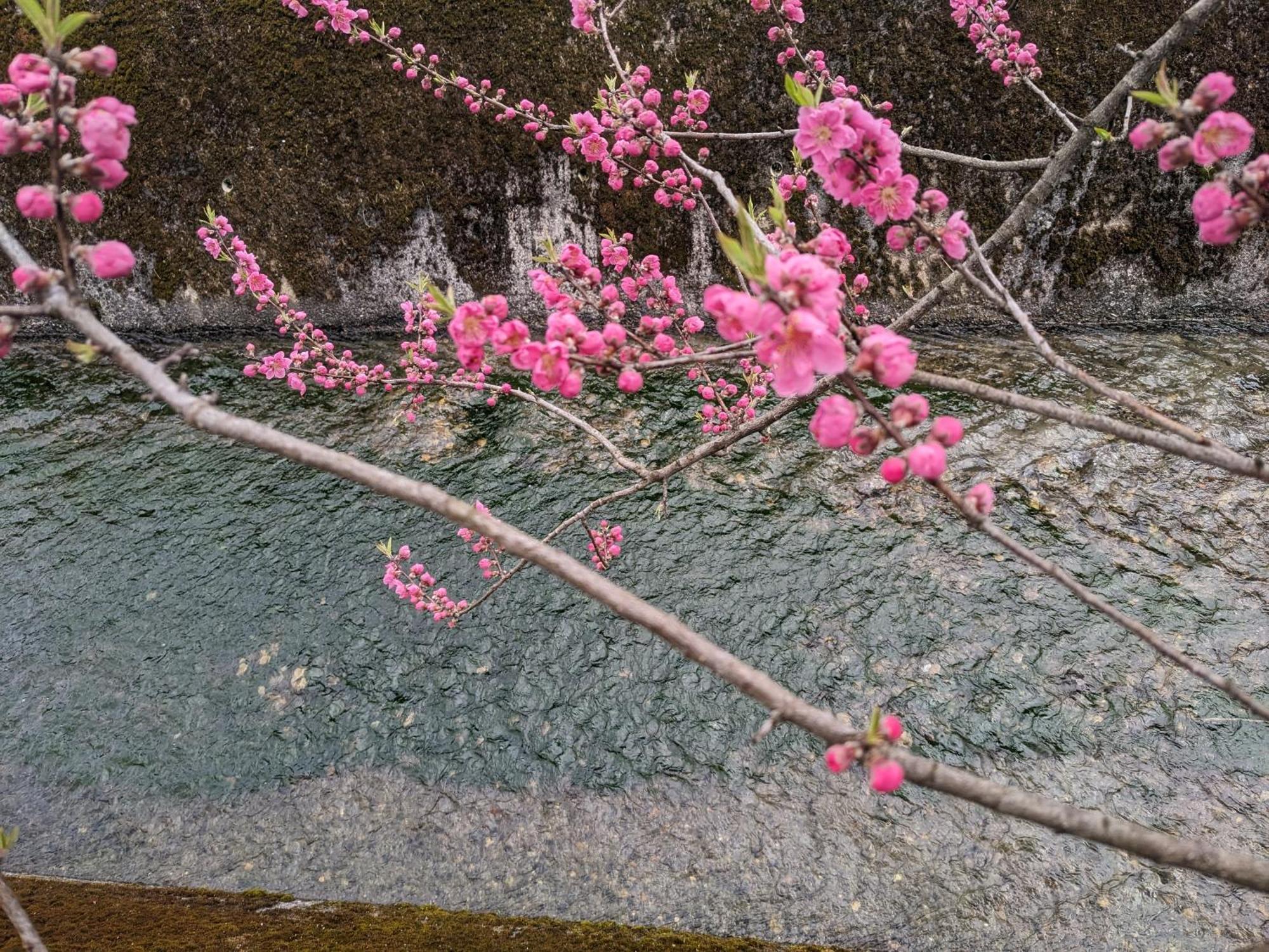 Farm Stay Inn Sanzaemon-Tei 母屋guesthouse Shiga-Takasima Traditional Japanese Architecture House Eksteriør billede